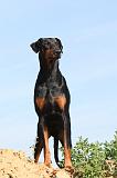 DOBERMANN 622